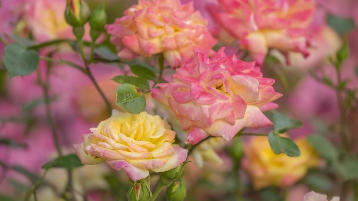 Roses