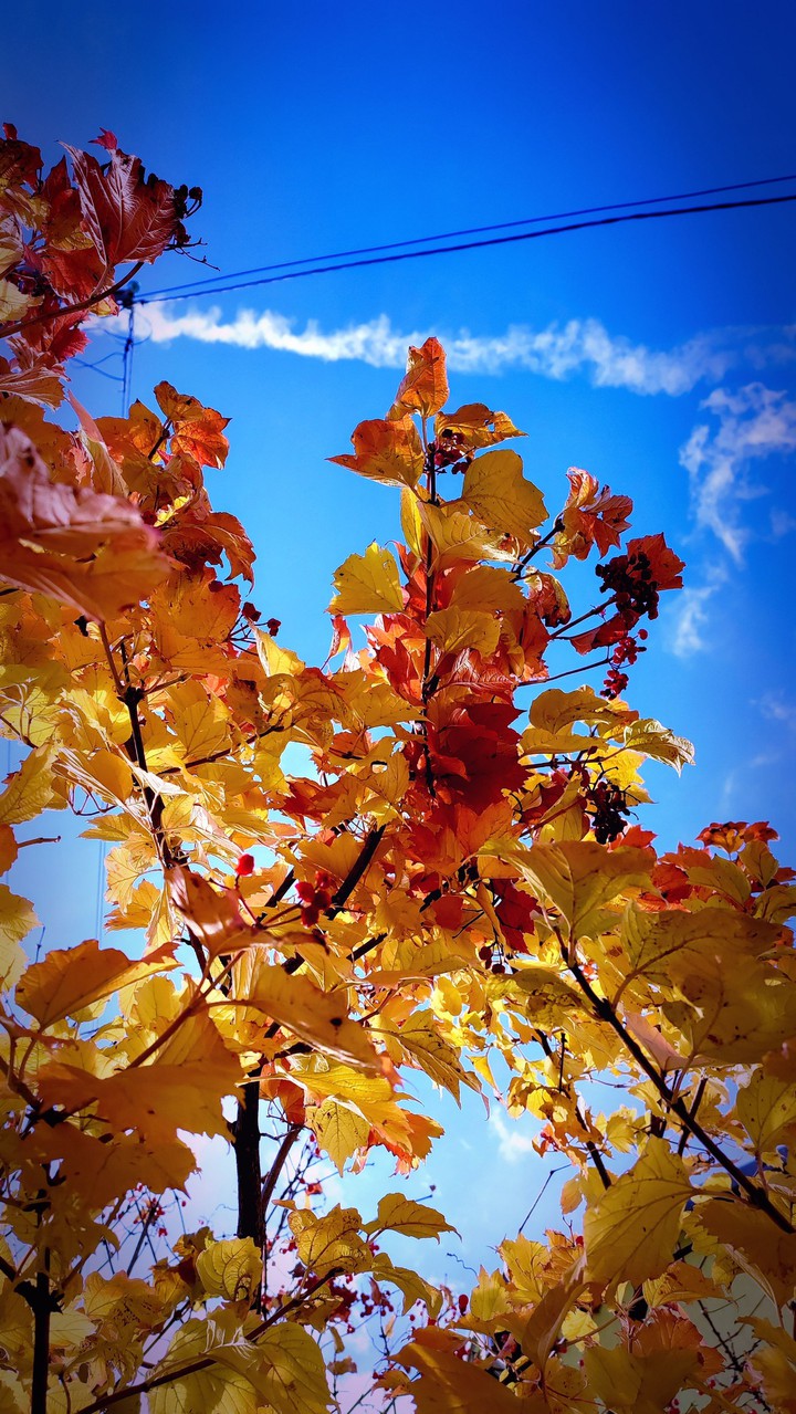 Autumn