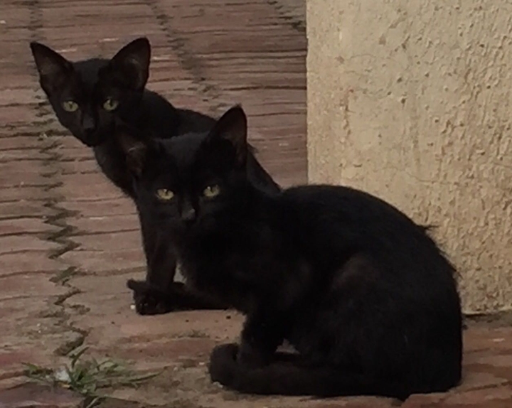 black beauties