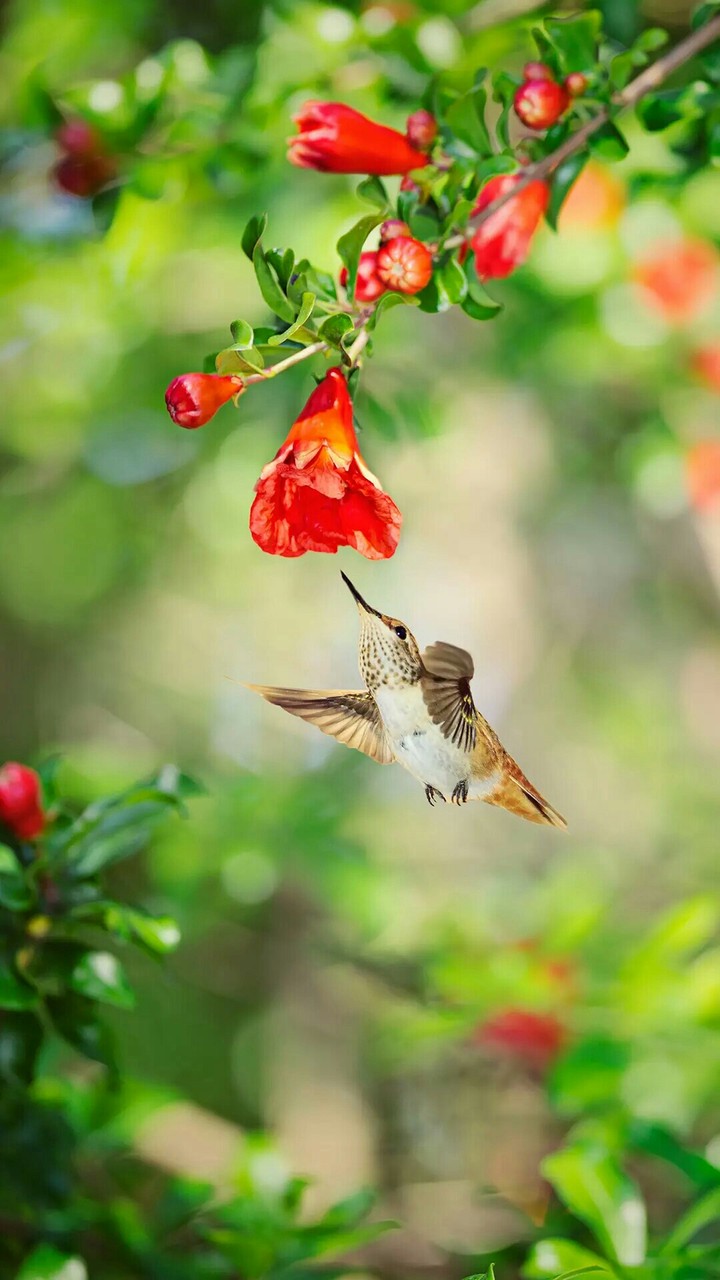 small Bird