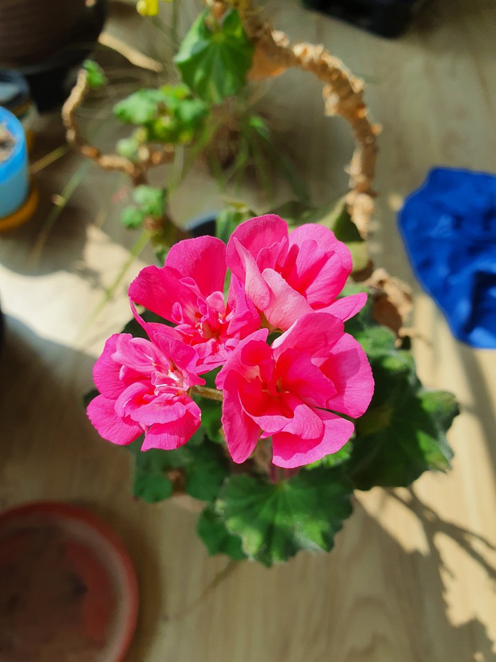Flower