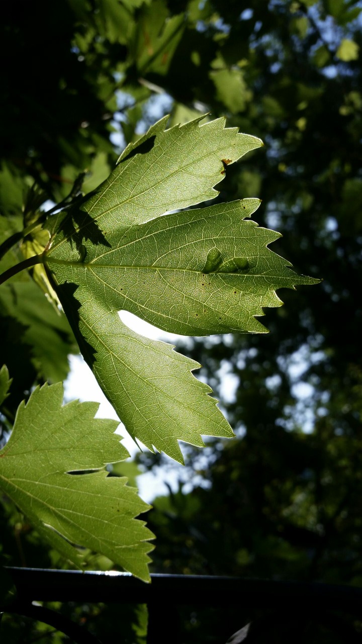 leaf