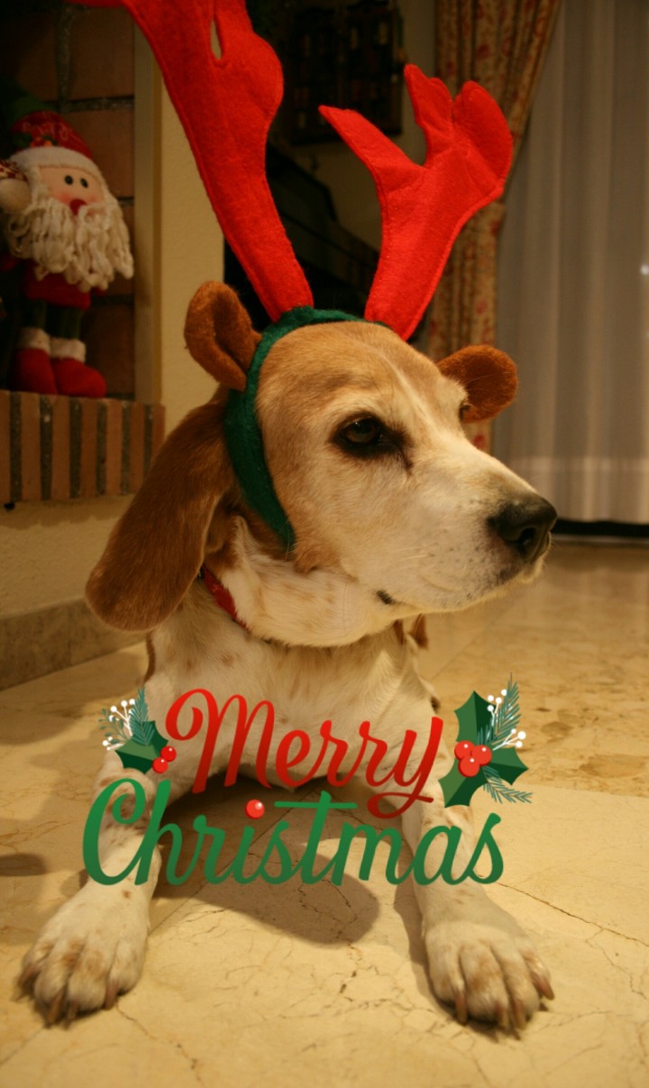 Beagle