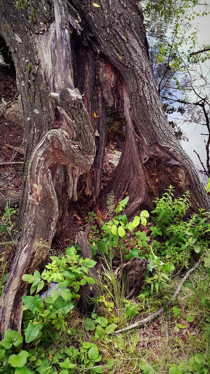 Old tree