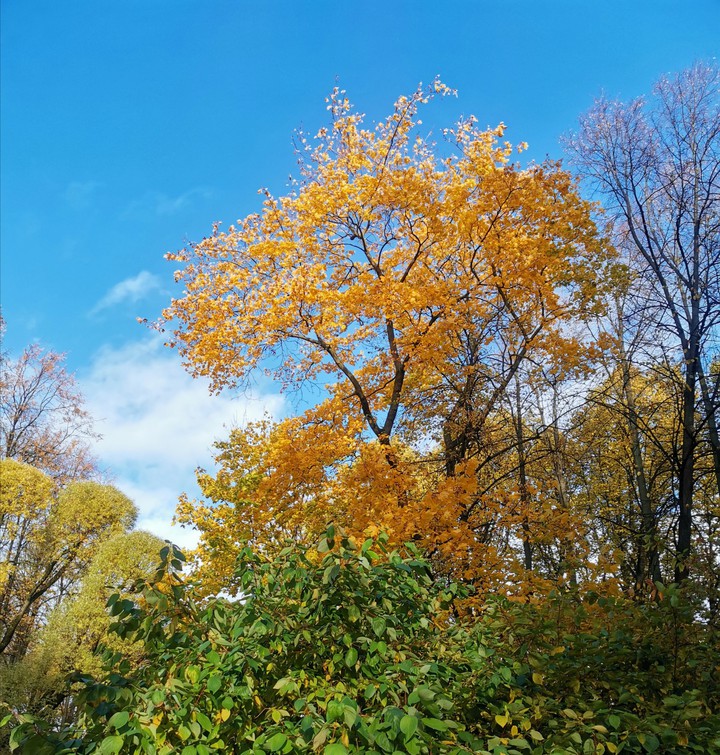 autumn