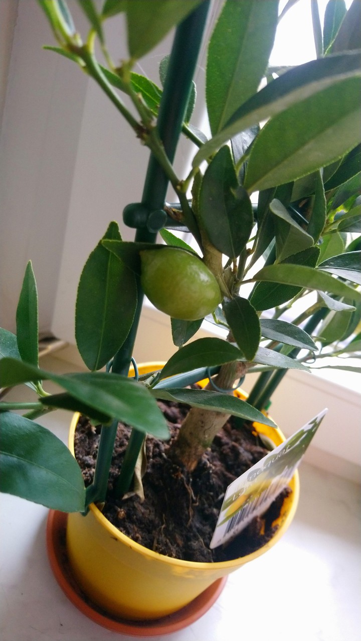 Zitrusfrüchte eigen Ernte beste Ernte