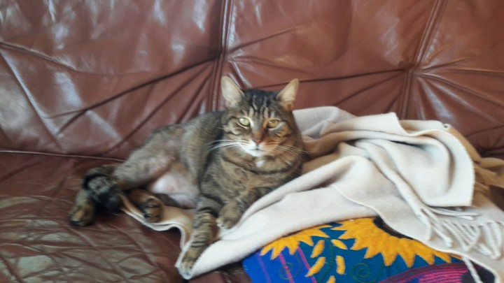 chat