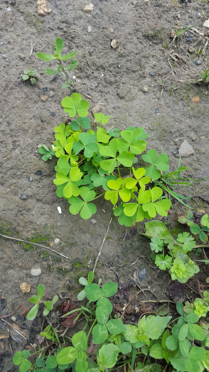 Green clover