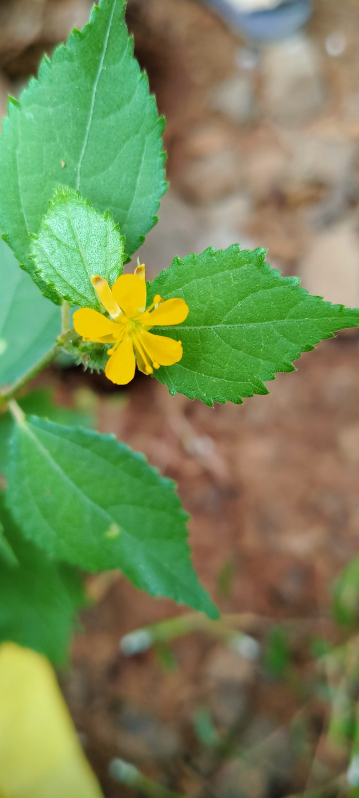 flower