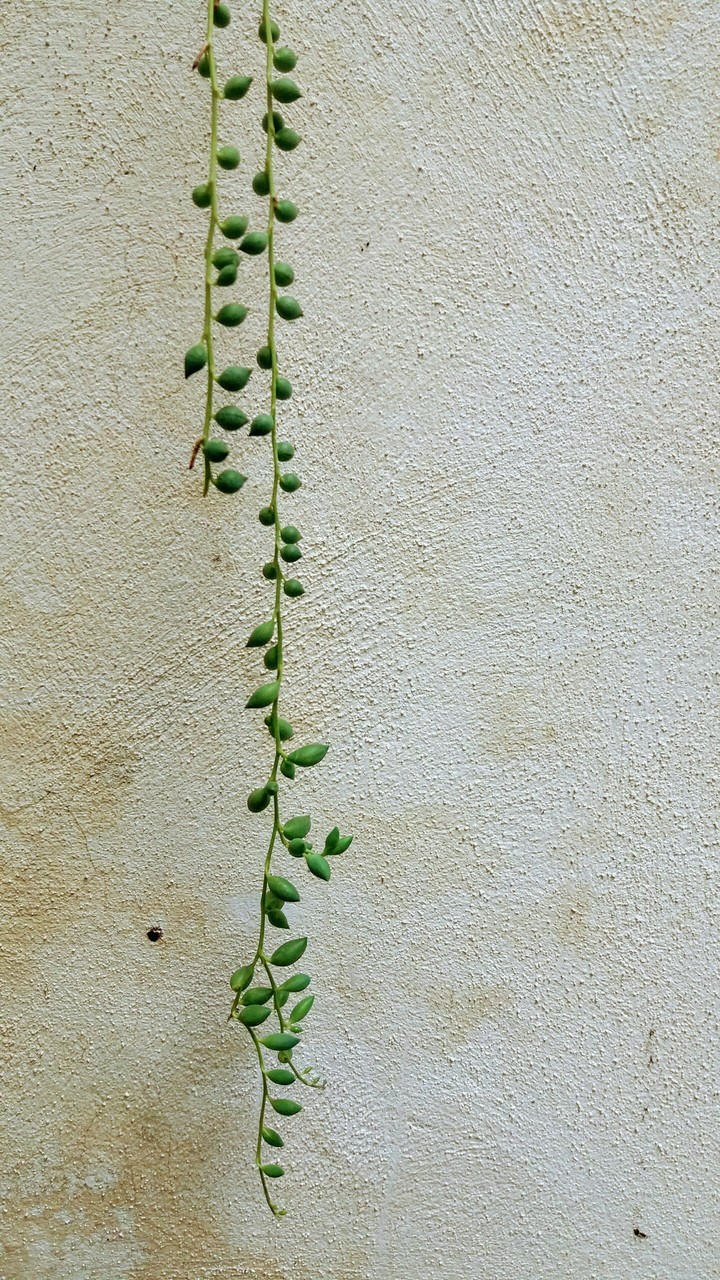 plant on the wall