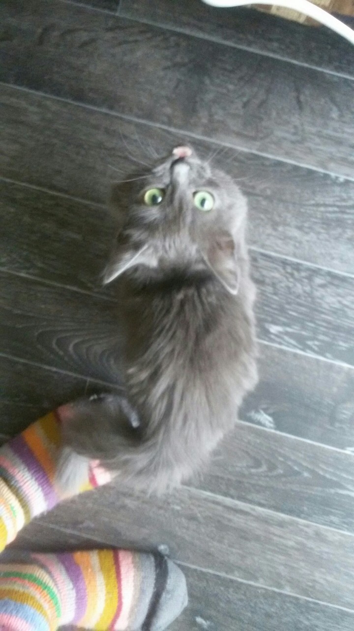 кошечка