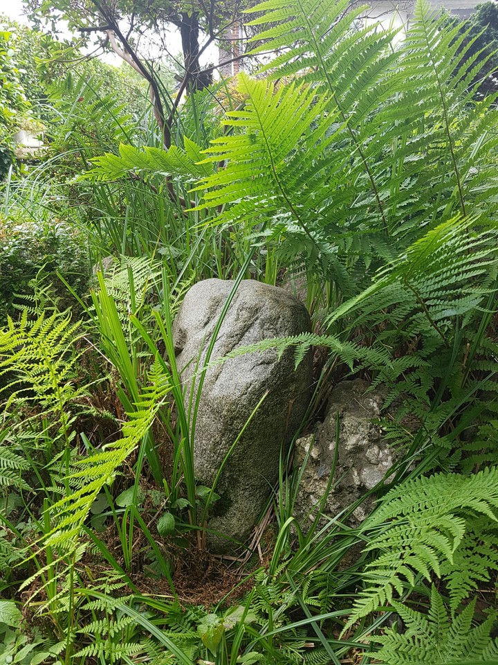 my garden
