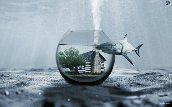 shark