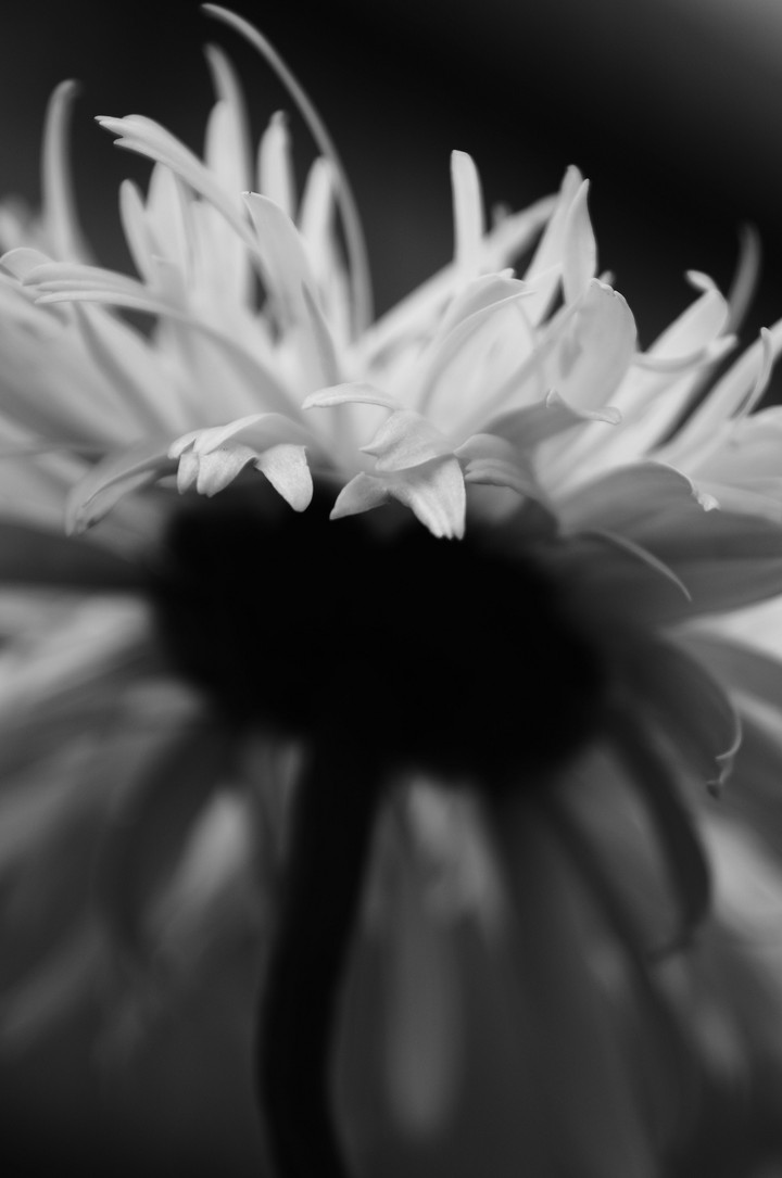 꽃