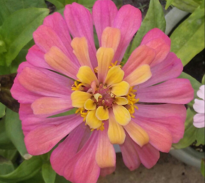 pretty pink and yellow zinnia
