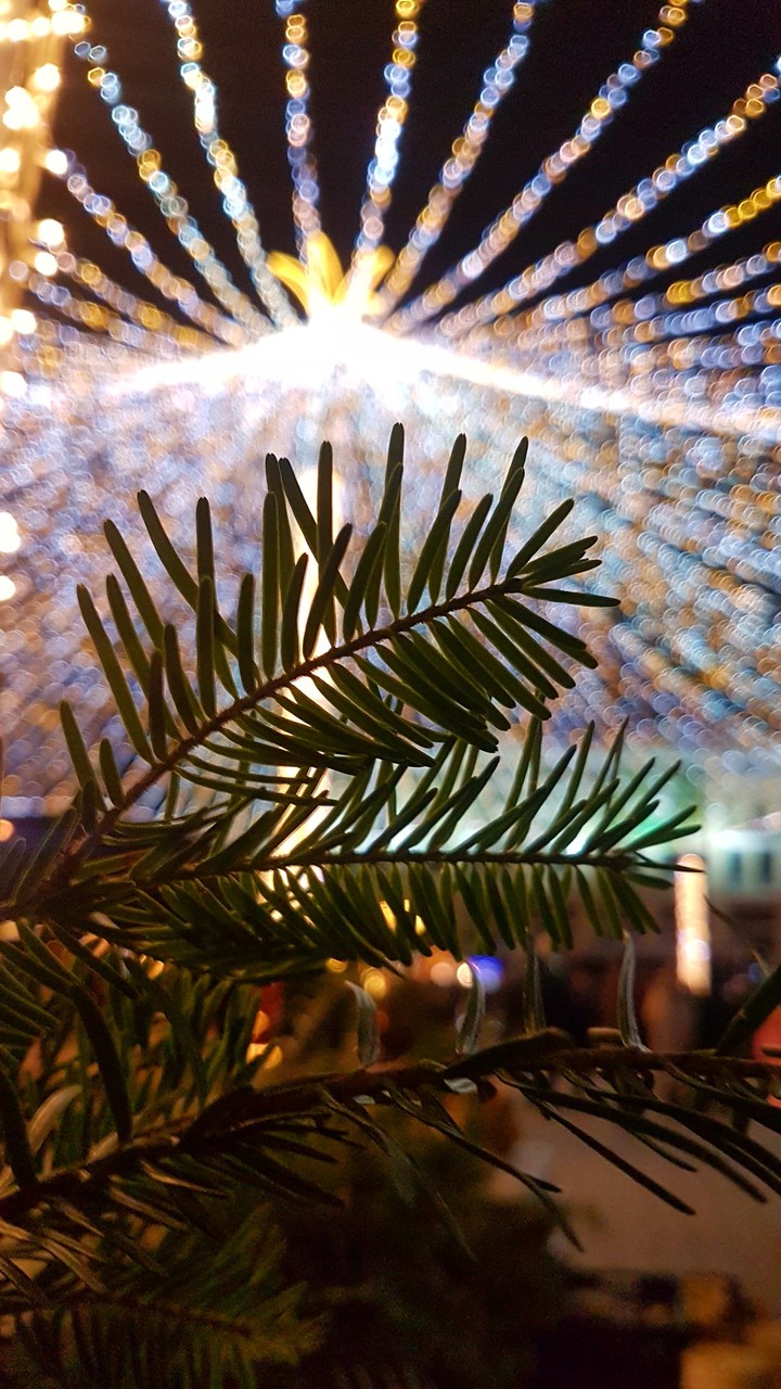 Winter lights
