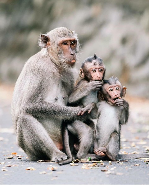 Monkeys