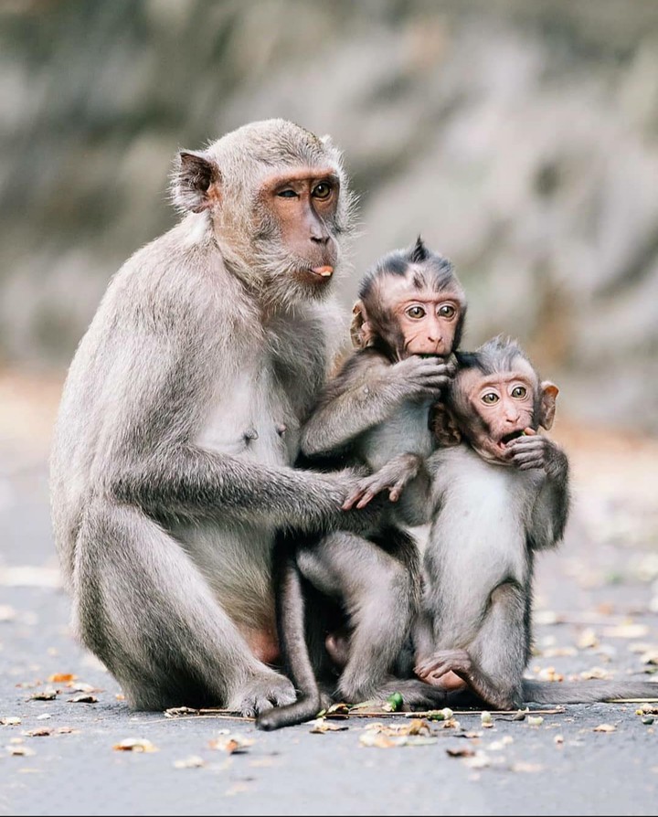 Monkeys
