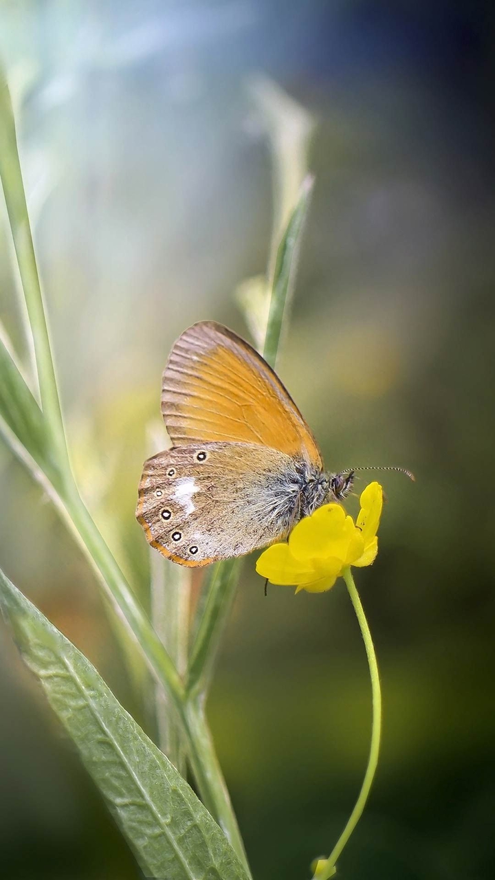 butterfly