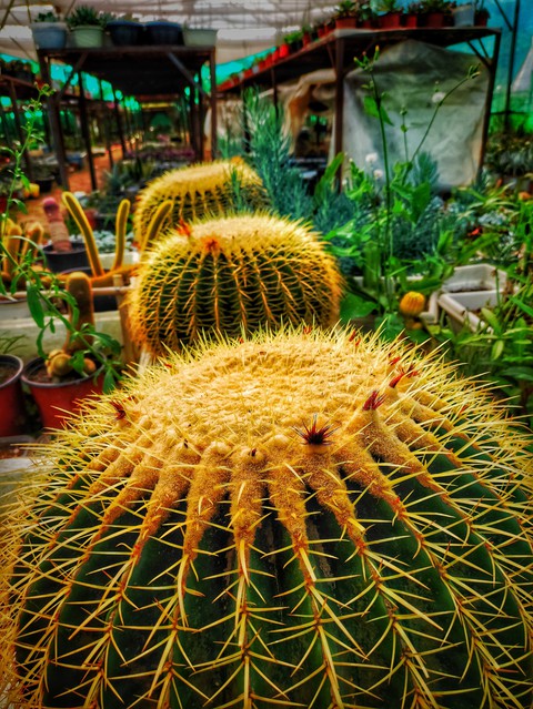 cactus