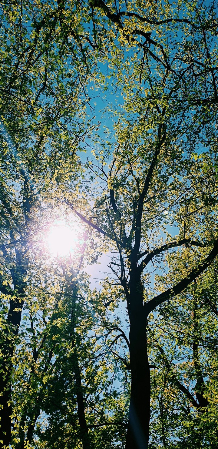 Sun Trees