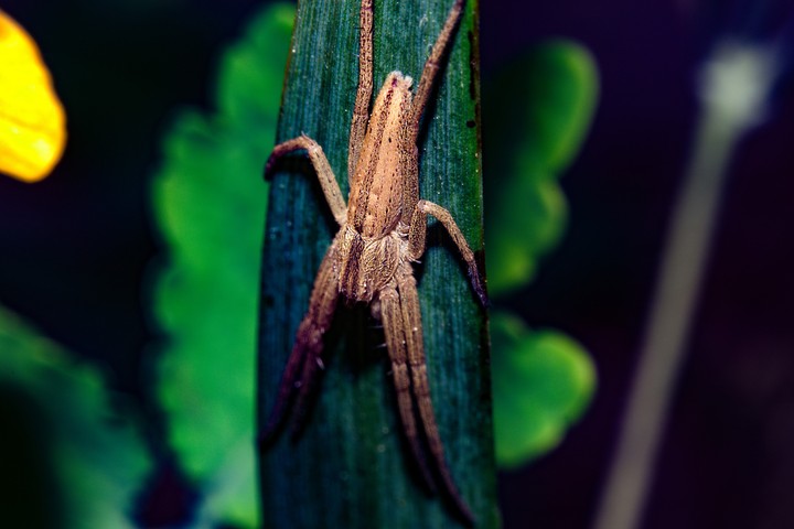 spider