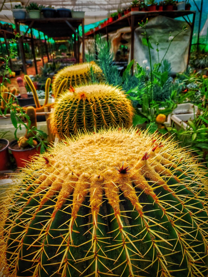 cactus