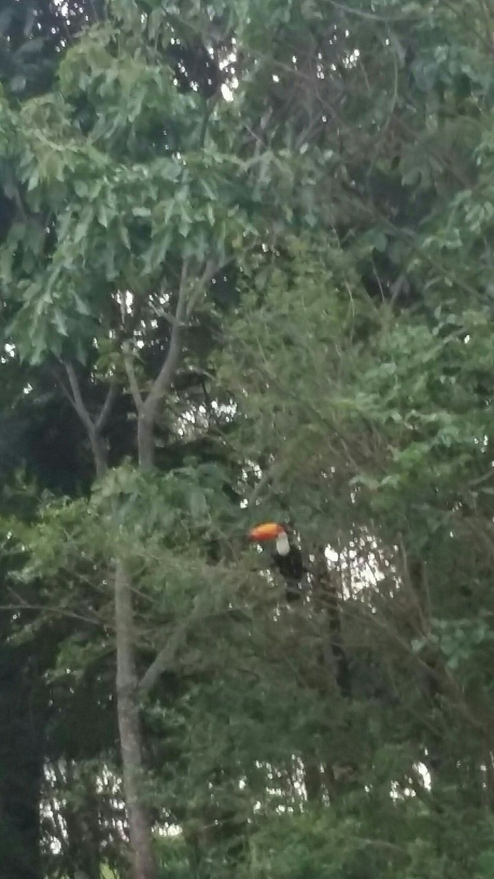 tucano