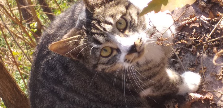 cat