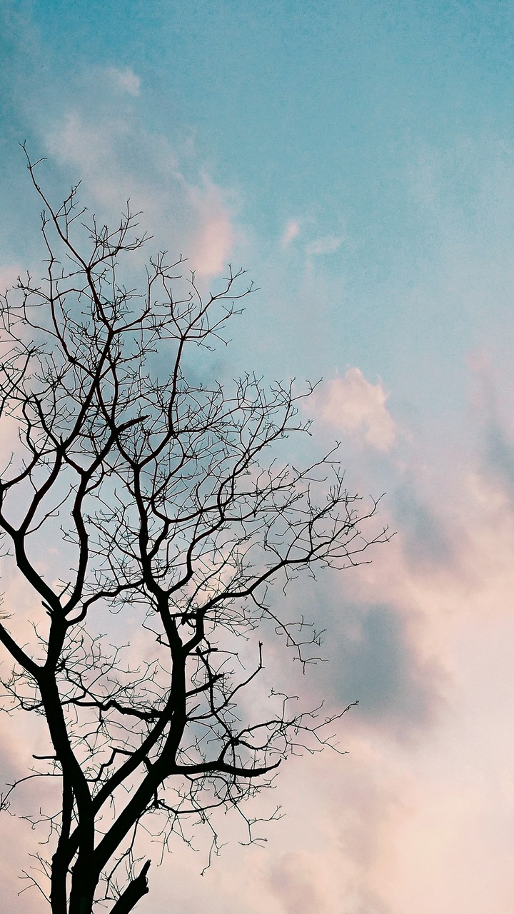 樹、天空