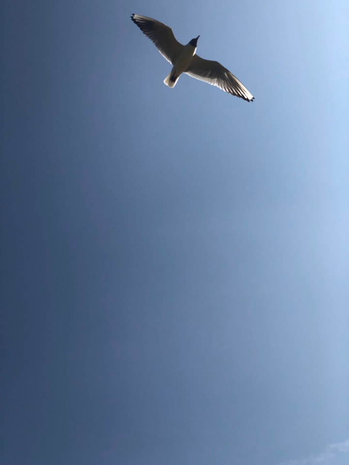 Seagull in the sky