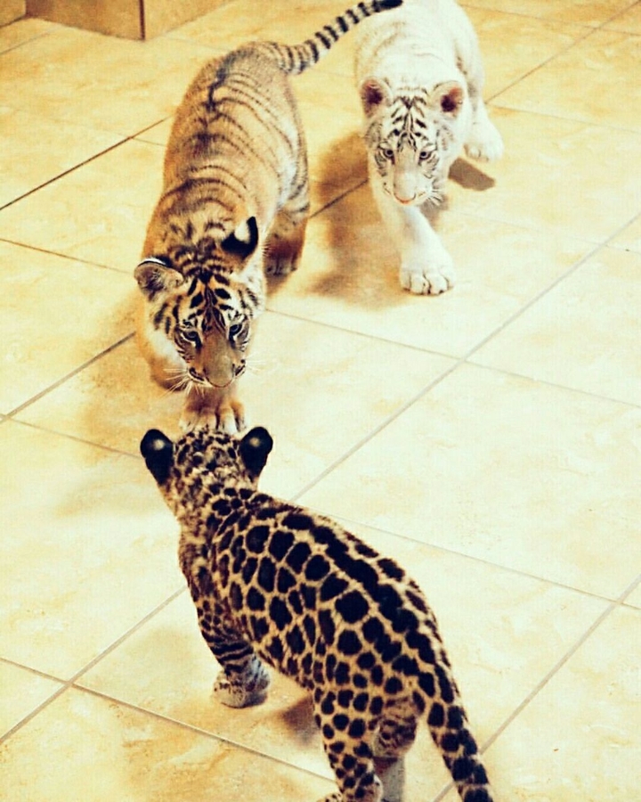 kid's play