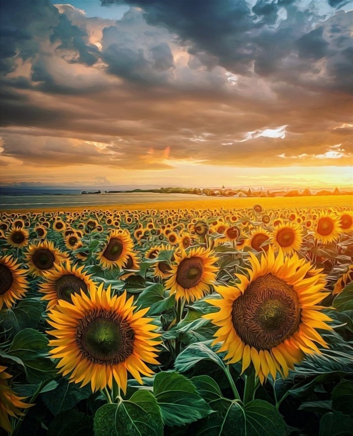 Sunflowers