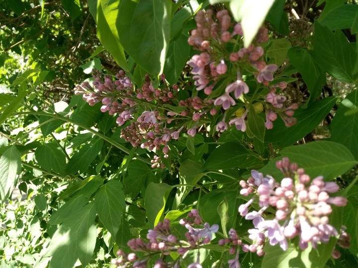 lilac tree