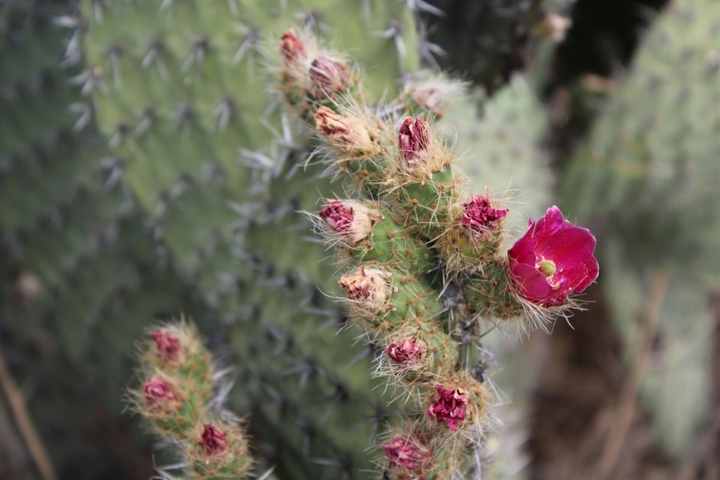 Tehuacán Fauna.