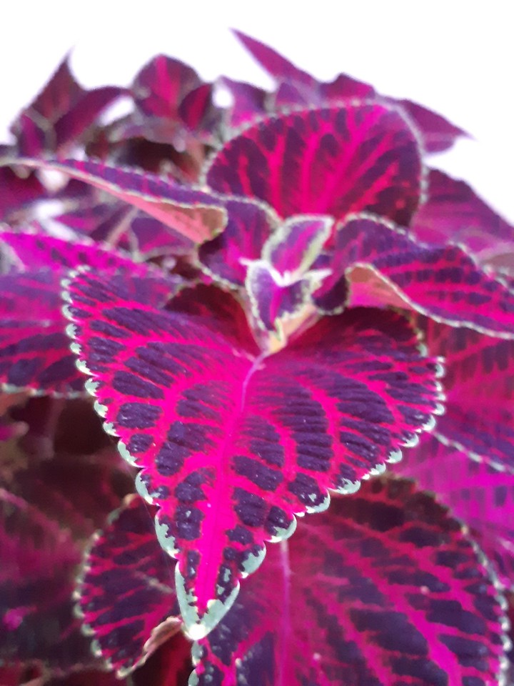 Coleu plant