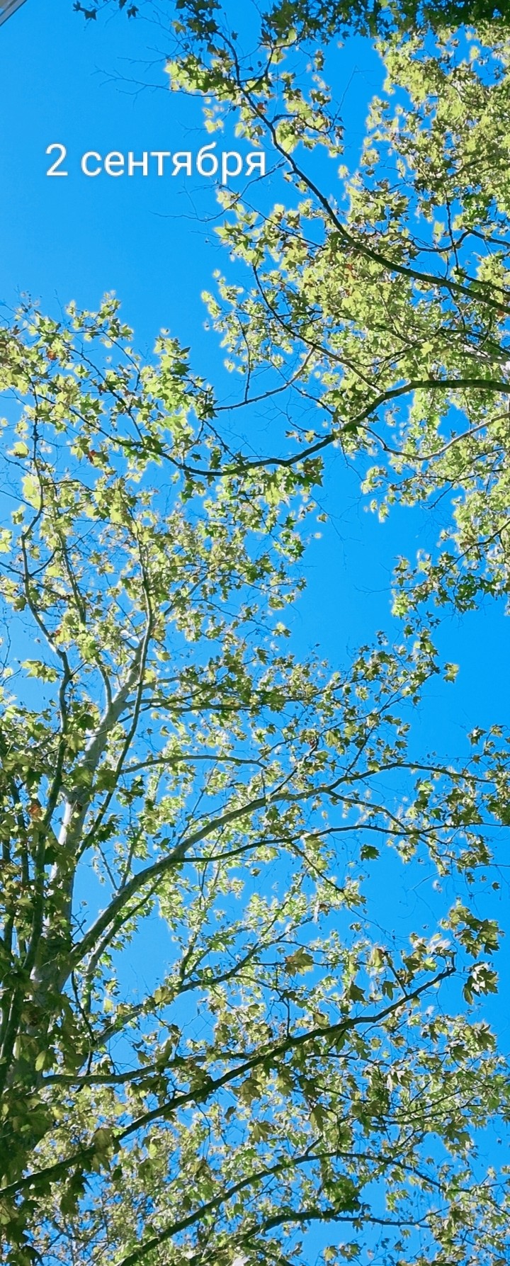 twig, branch Hintergrundbilder