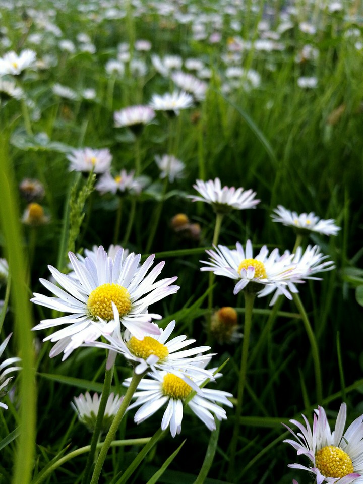 Daisy