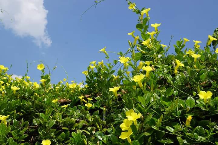 " Mandevilla summer bouquet"