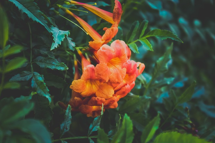 orange