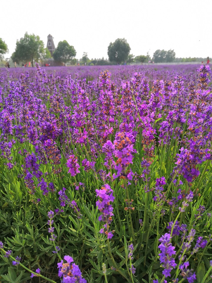 Lavender