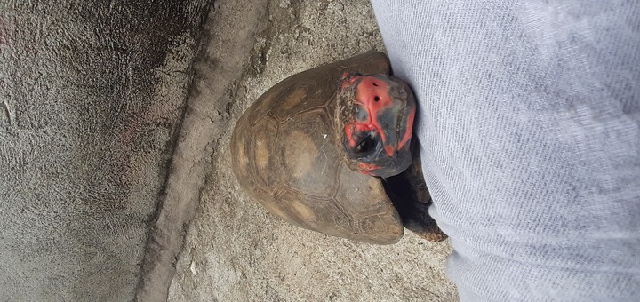 timid turtle