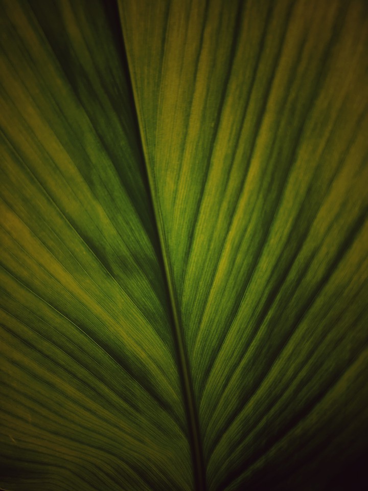 leaf