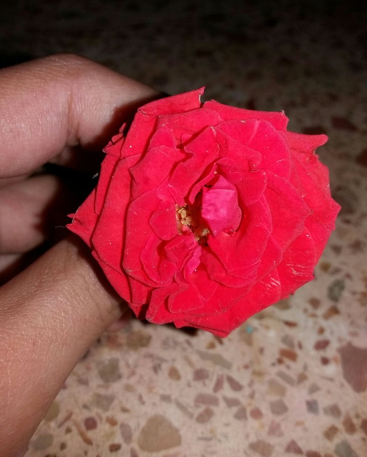 Rose