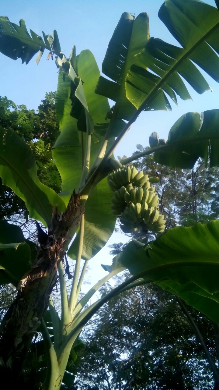 It is a real bananas! But there are is green.
