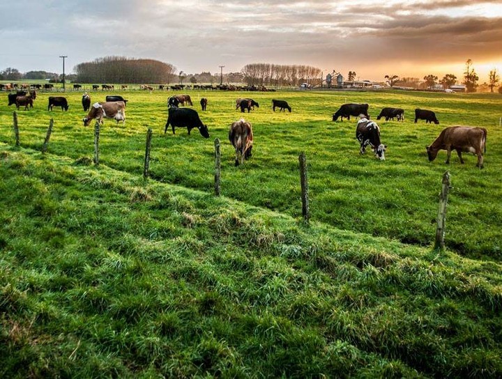 dawn in the south
