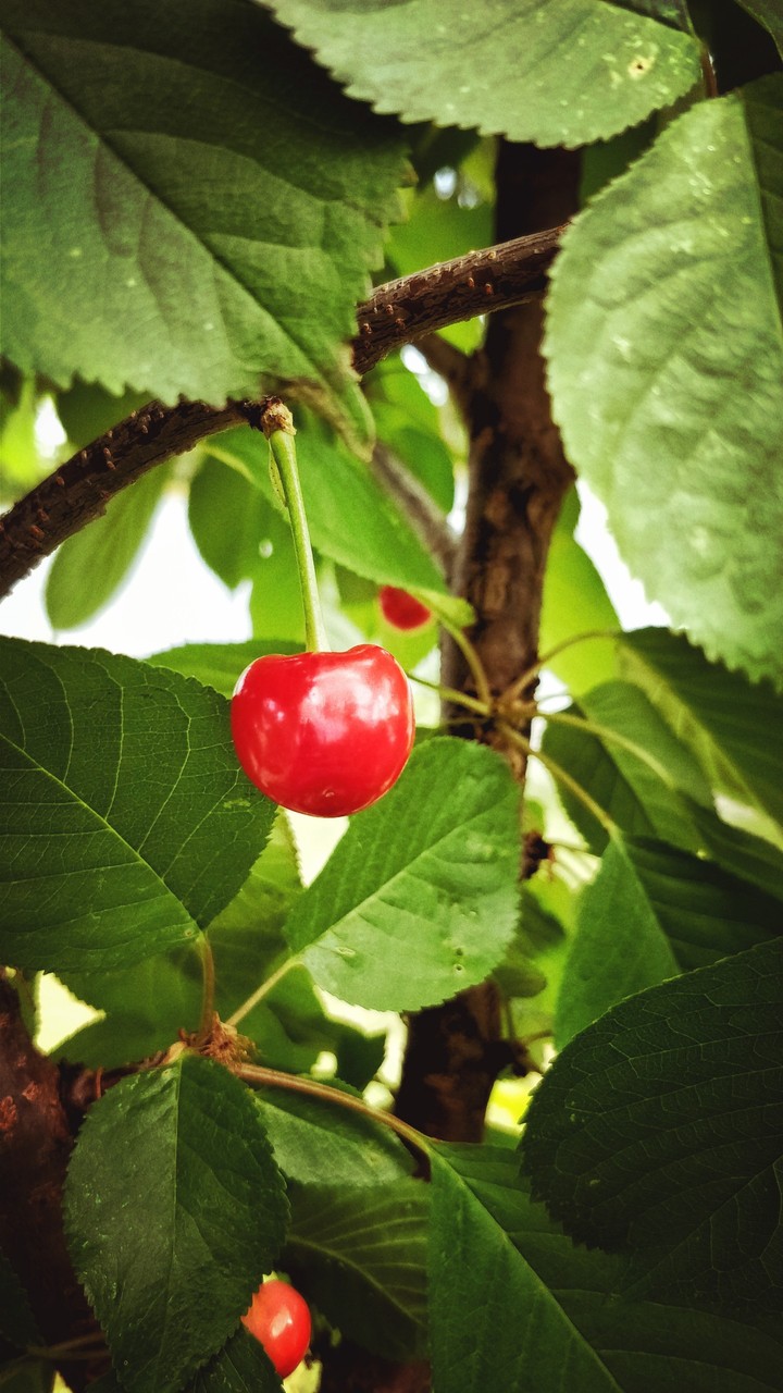 Juicy cherry