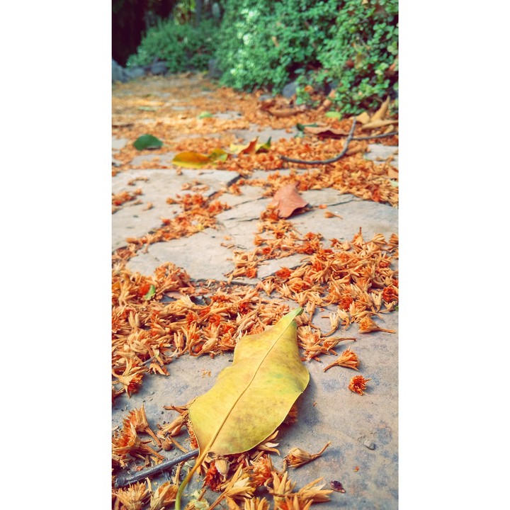 The Autumn Apocalypse