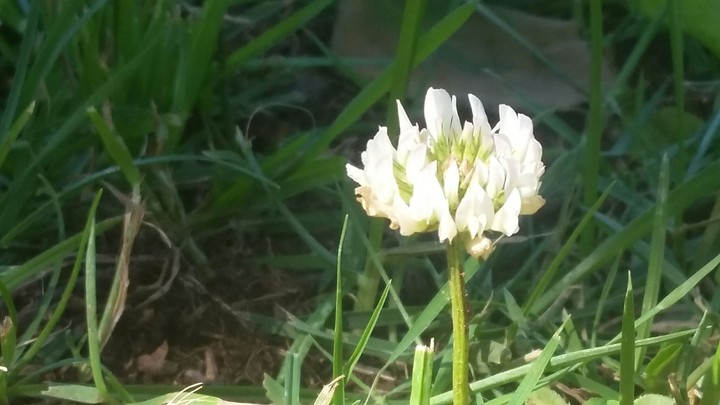 Small Beauty