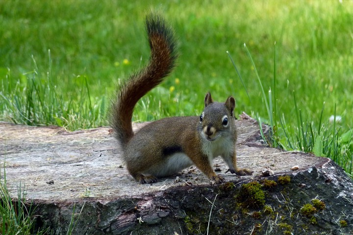 squirrel